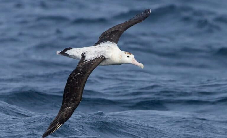 Antipodean albatros