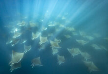 Mexico - Baja California Sur