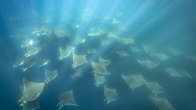 Mexico - Baja California Sur