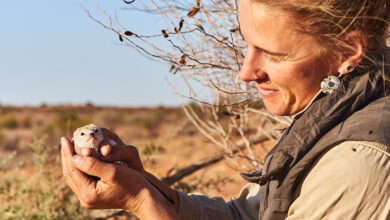 Dympna Cullen holds the first ampurta captured during field surveys in 2019.
