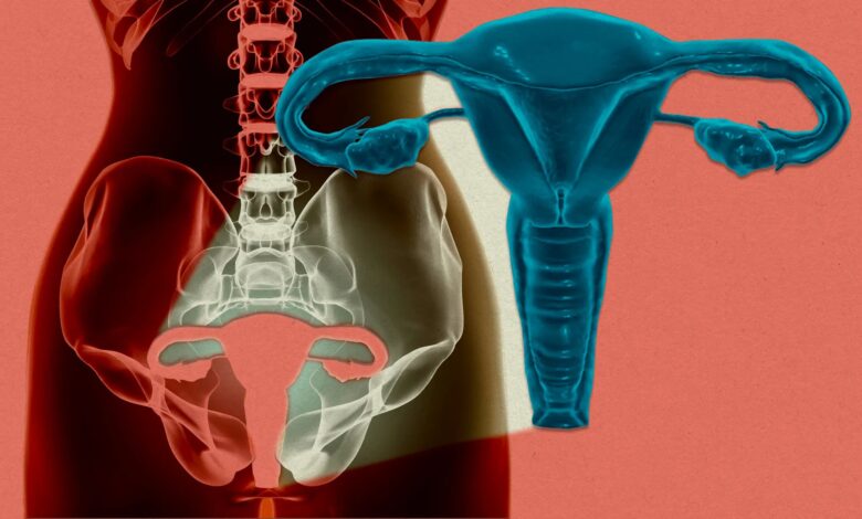 human uterus illustration