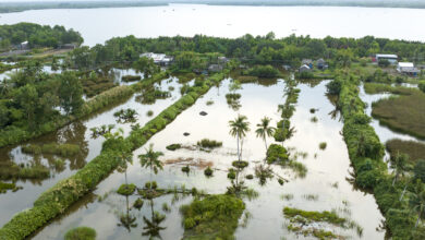Wetlands in Ca Mau province