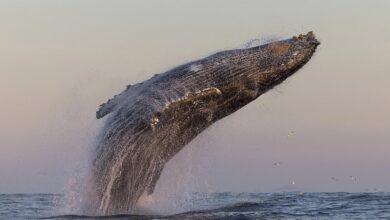 Humpback whale breeching