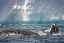 Amazing Close Up of Two Humpback Whales Feeding Together in Gerlache Strait, Antarctica