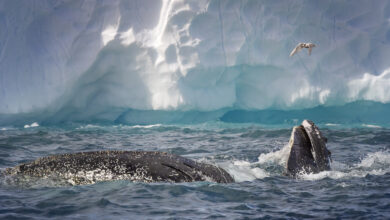 Amazing Close Up of Two Humpback Whales Feeding Together in Gerlache Strait, Antarctica