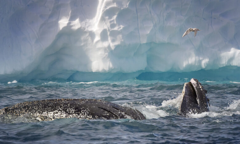 Amazing Close Up of Two Humpback Whales Feeding Together in Gerlache Strait, Antarctica