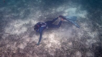 diver scans the seagrass in Shark Bay Australia