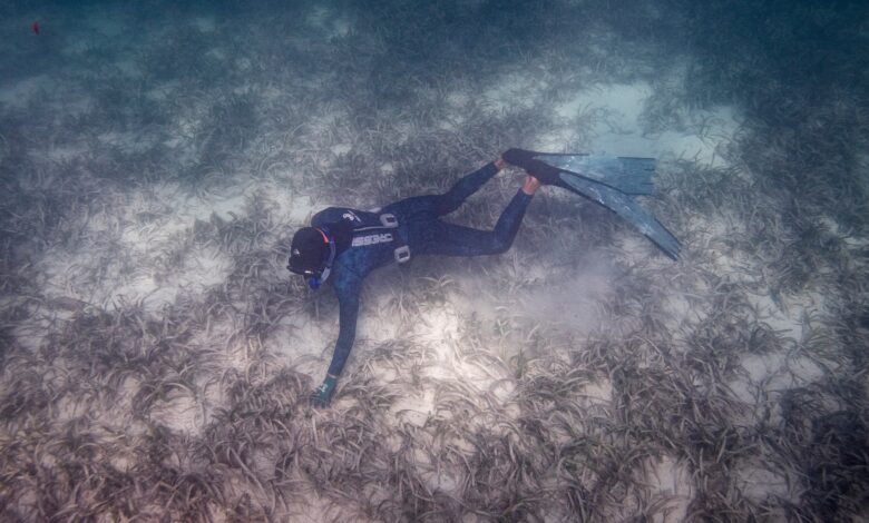 diver scans the seagrass in Shark Bay Australia
