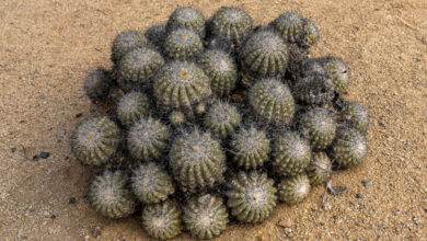 Cactus-Copiapoa Cinerascens