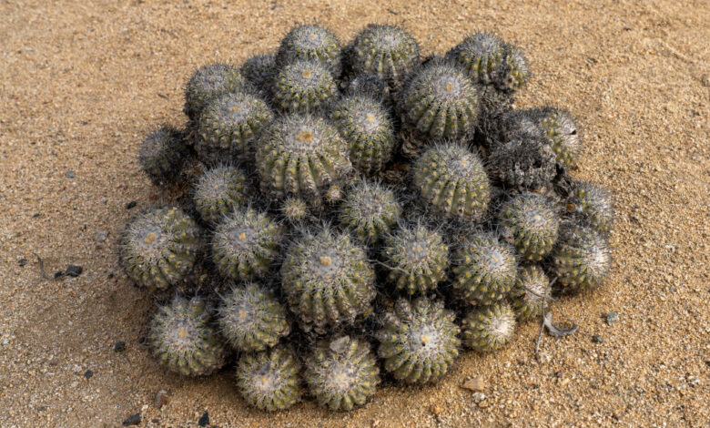 Cactus-Copiapoa Cinerascens