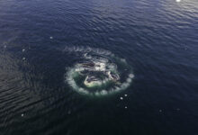 Aerial view of humpback whales bubblenet feeding in Neko Harbour area, Antarctica.