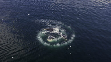 Aerial view of humpback whales bubblenet feeding in Neko Harbour area, Antarctica.