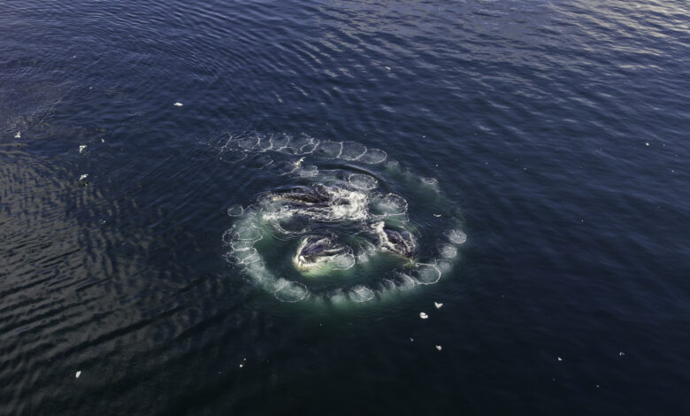 Aerial view of humpback whales bubblenet feeding in Neko Harbour area, Antarctica.
