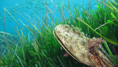 A fan mussel (Pinna nobilis) in a Neptune grass meadow