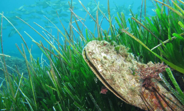 A fan mussel (Pinna nobilis) in a Neptune grass meadow
