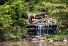 Brown bear in Ukrainian Carpathian