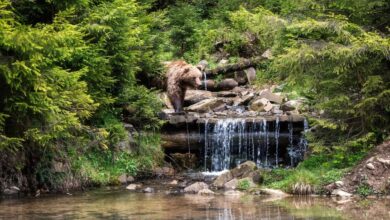 Brown bear in Ukrainian Carpathian