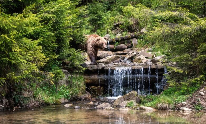 Brown bear in Ukrainian Carpathian