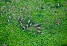 Elephant herd in DRC