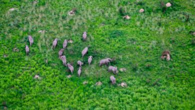 Elephant herd in DRC