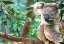Koala in Eucalyptus tree