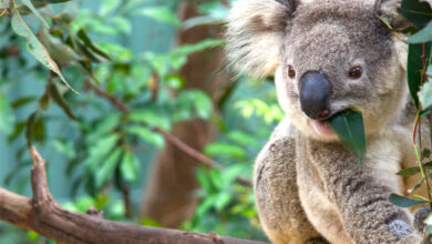 Koala in Eucalyptus tree