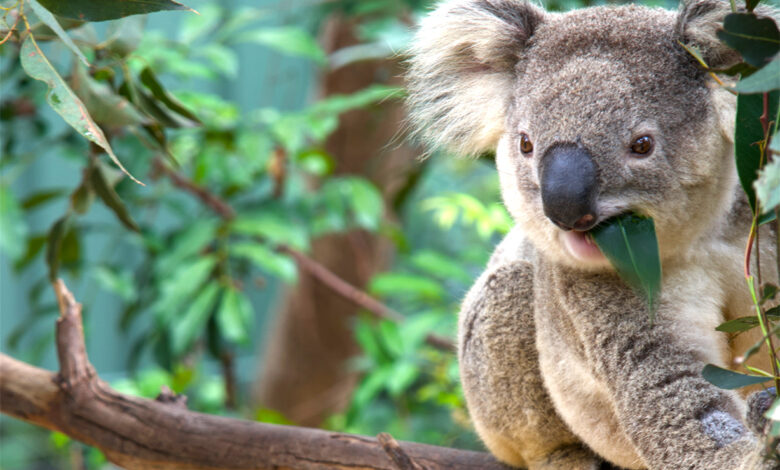 Koala in Eucalyptus tree