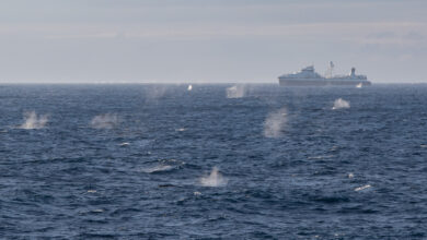 Large aggregation of fin whales and a krill fishing vessel in Antarctica