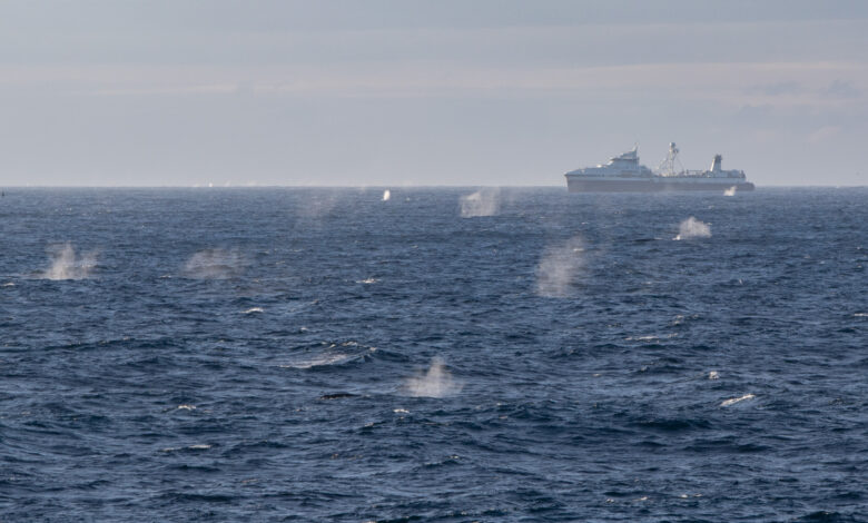 Large aggregation of fin whales and a krill fishing vessel in Antarctica