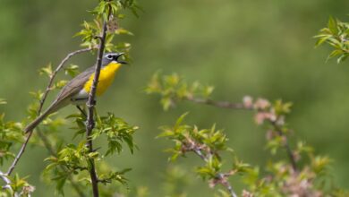 Yellow-breasted Chat on an American Plum