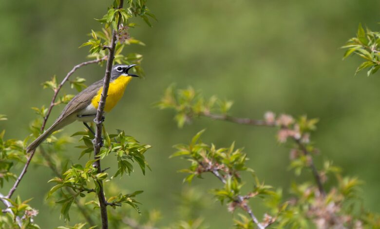Yellow-breasted Chat on an American Plum