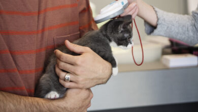 Reading microchip on newly adopted kitten.