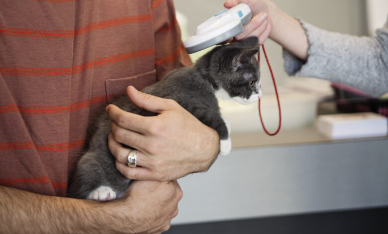 Reading microchip on newly adopted kitten.