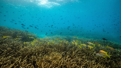 Coral off the coast of Papua New Guinea
