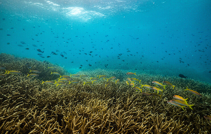 Coral off the coast of Papua New Guinea