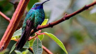 hummingbird
