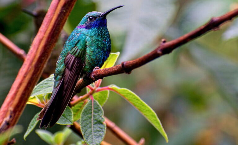 hummingbird