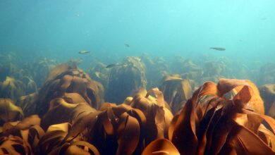 Sussex kelp