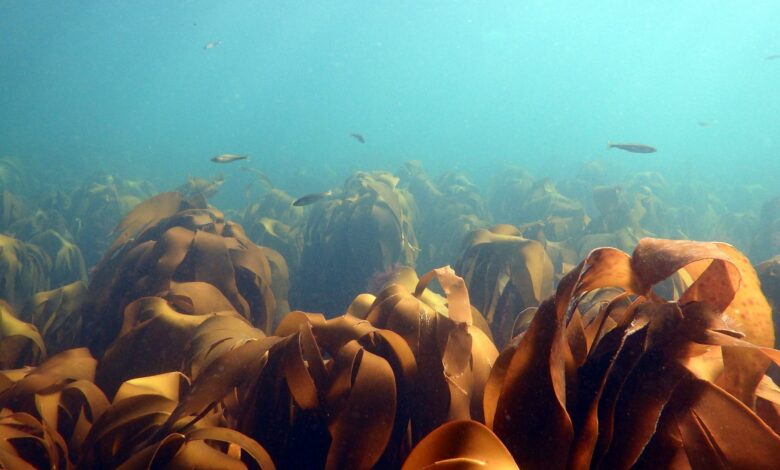 Sussex kelp