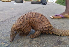 White-bellied pangolin (Phataginus tricuspis) in Ondo state, Nigeria.
