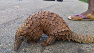 White-bellied pangolin (Phataginus tricuspis) in Ondo state, Nigeria.