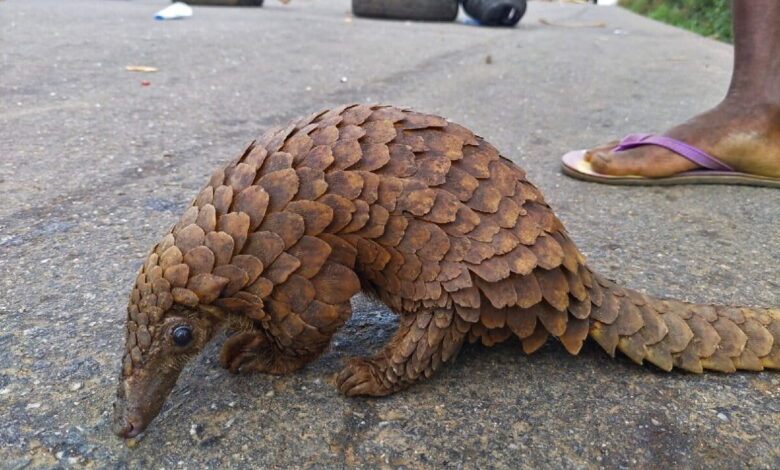 White-bellied pangolin (Phataginus tricuspis) in Ondo state, Nigeria.