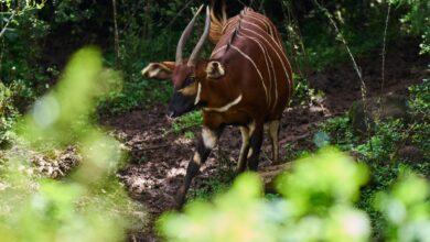mountain bongo