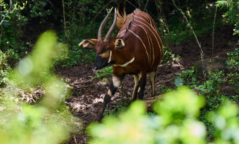 mountain bongo