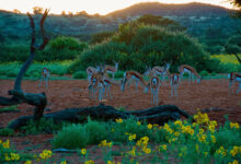 Springbok on early Tswalu morning