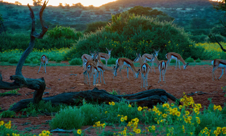 Springbok on early Tswalu morning