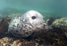 Grey seal