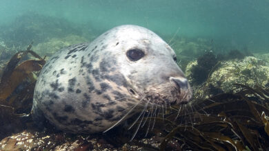 Grey seal