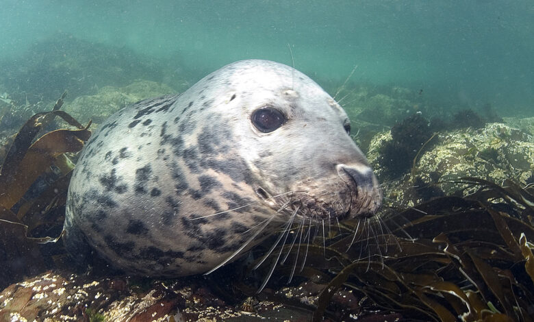 Grey seal