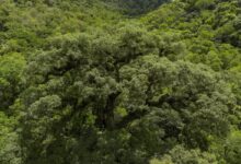tropical forest Brazilian Amazon